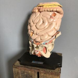 Vintage Educational Anatomical Display