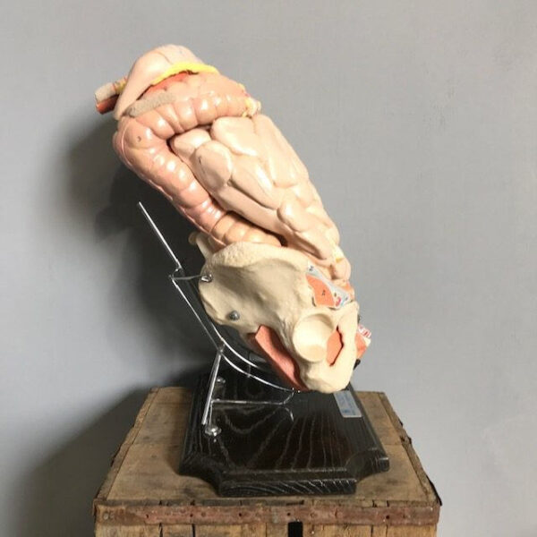 Vintage Educational Anatomical Display