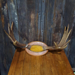 Mounted Moose Antlers